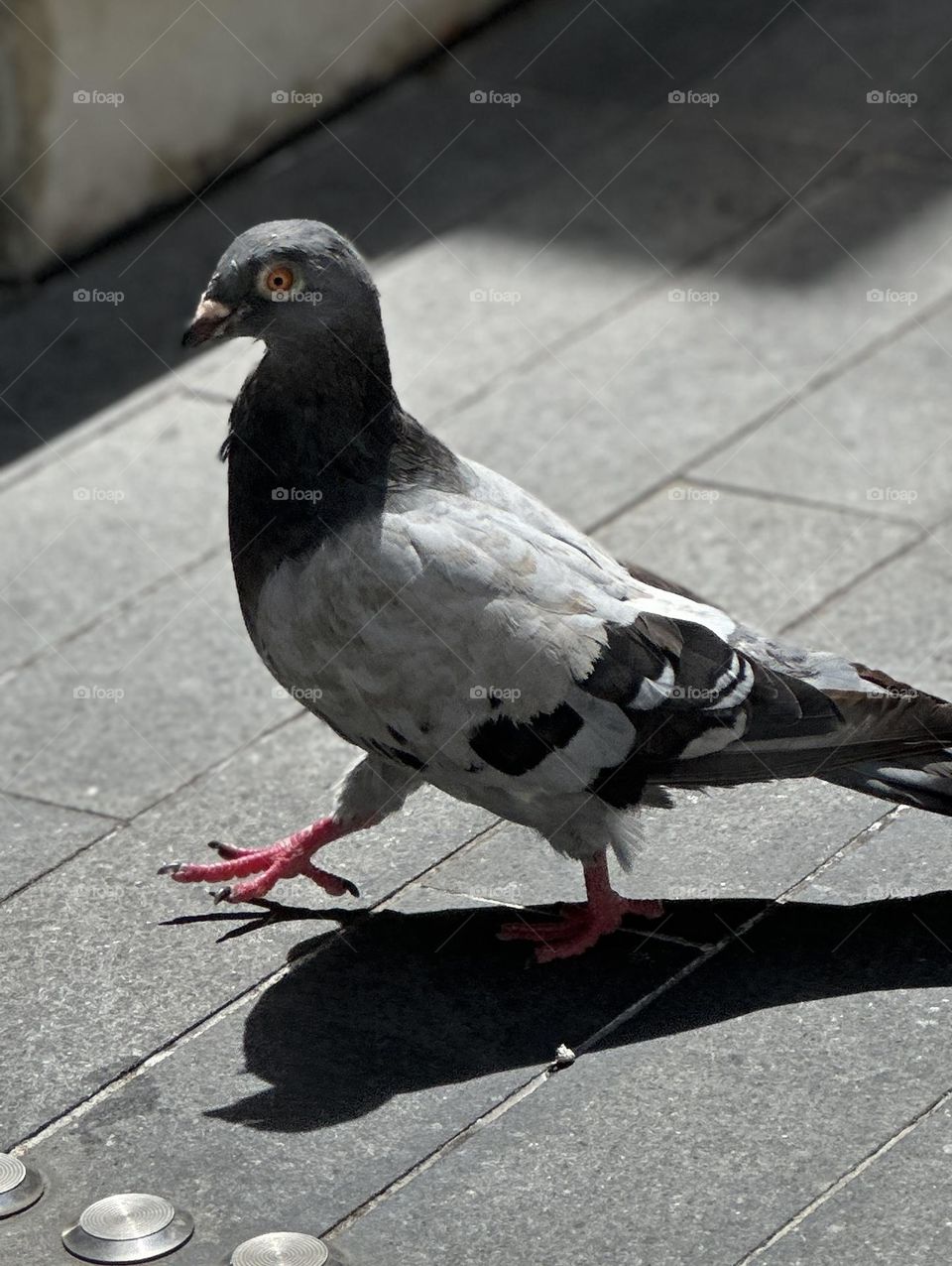 Pigeon walking 