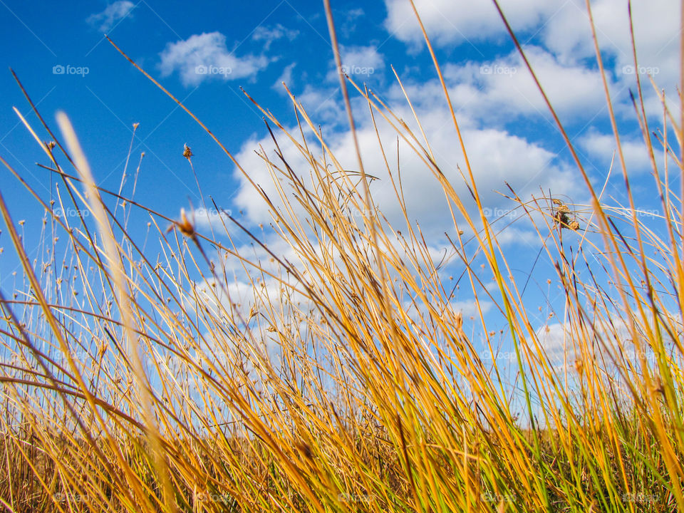 beautiful portrait of marsh grass in the sunlight