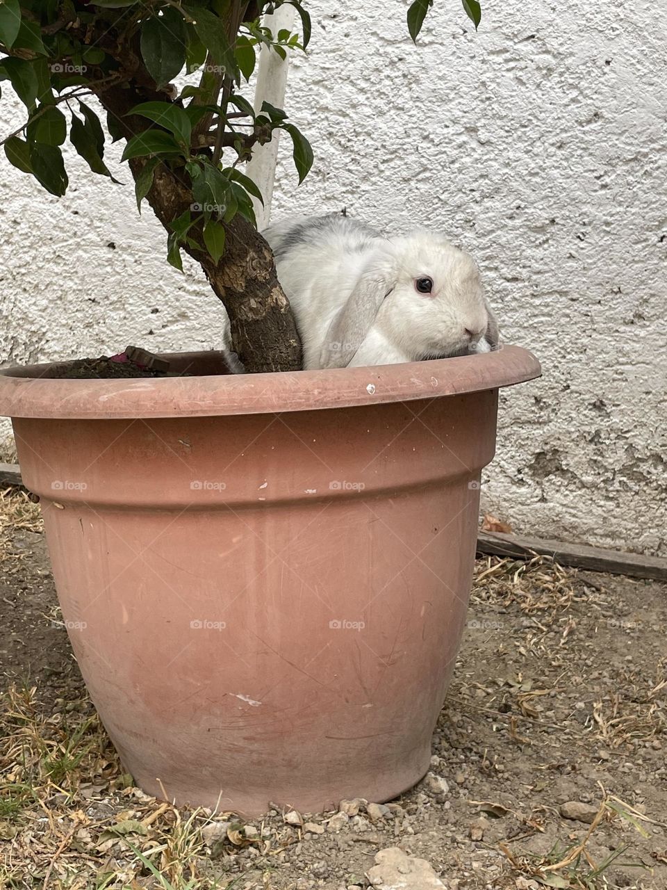 Blanco con manchas grises