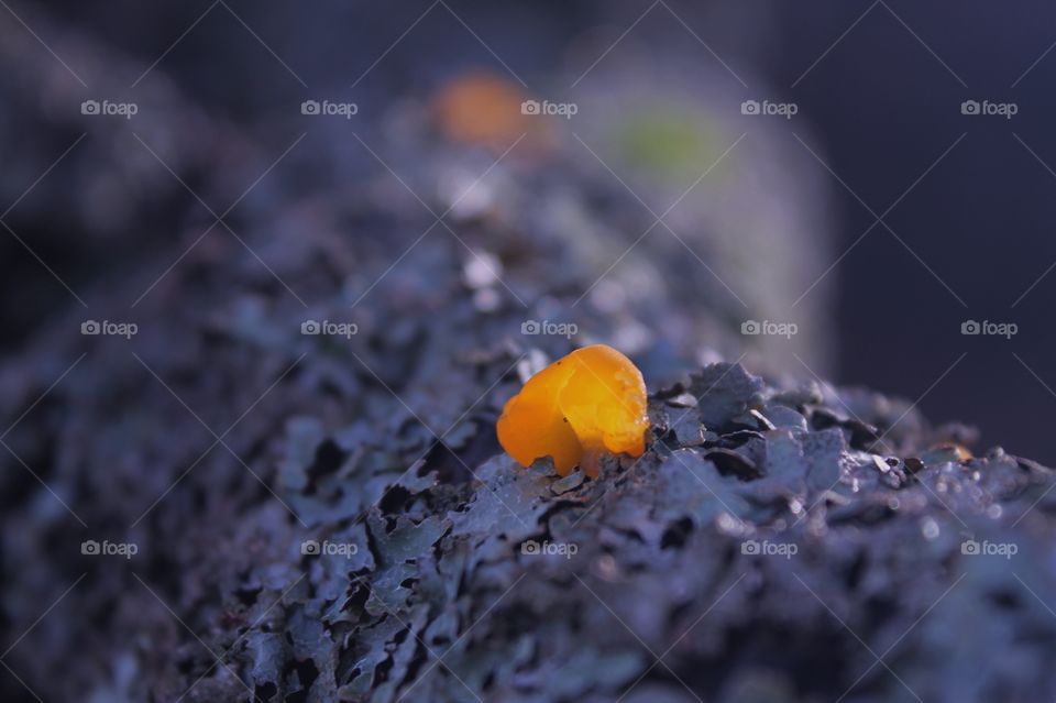 Accidentally deleted photo of some fluorescent glowing orange fungus on a grey lichen encrusted branch of an old tree at the seashore. The orange fungus looks translucent in the winter light.