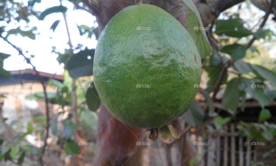 guava