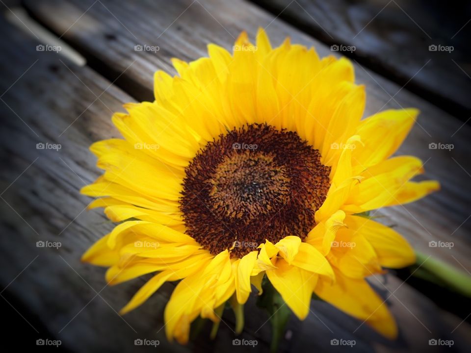 Beautiful sunflowers 