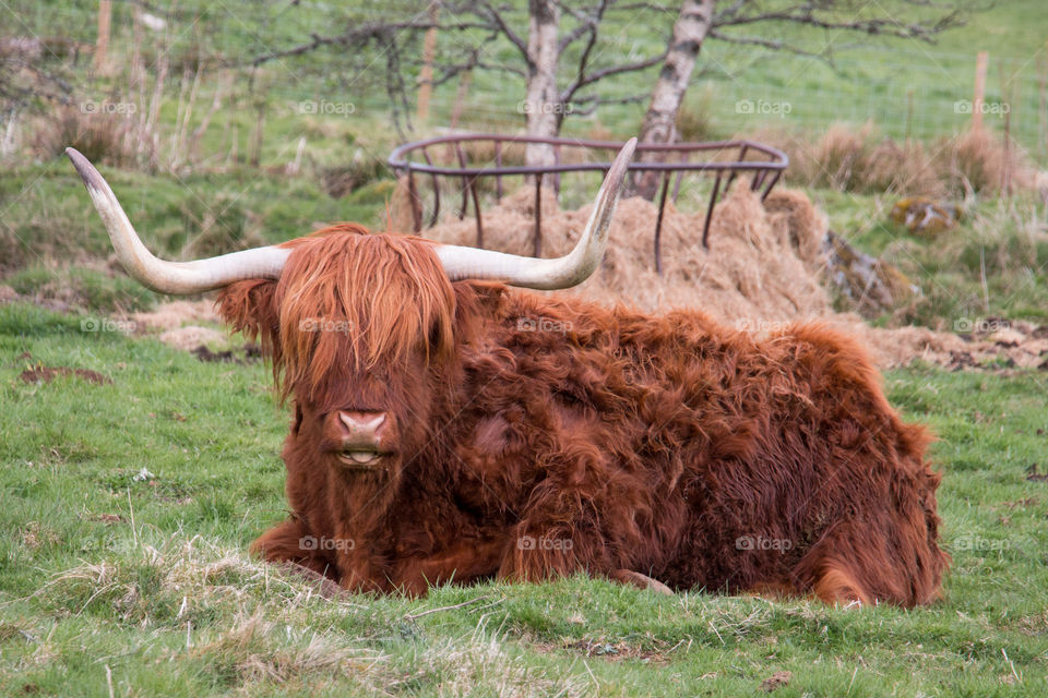 Highland cow sitting in field