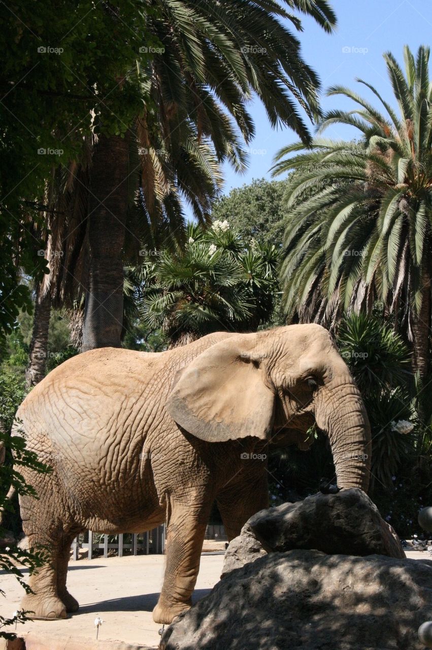 elephant