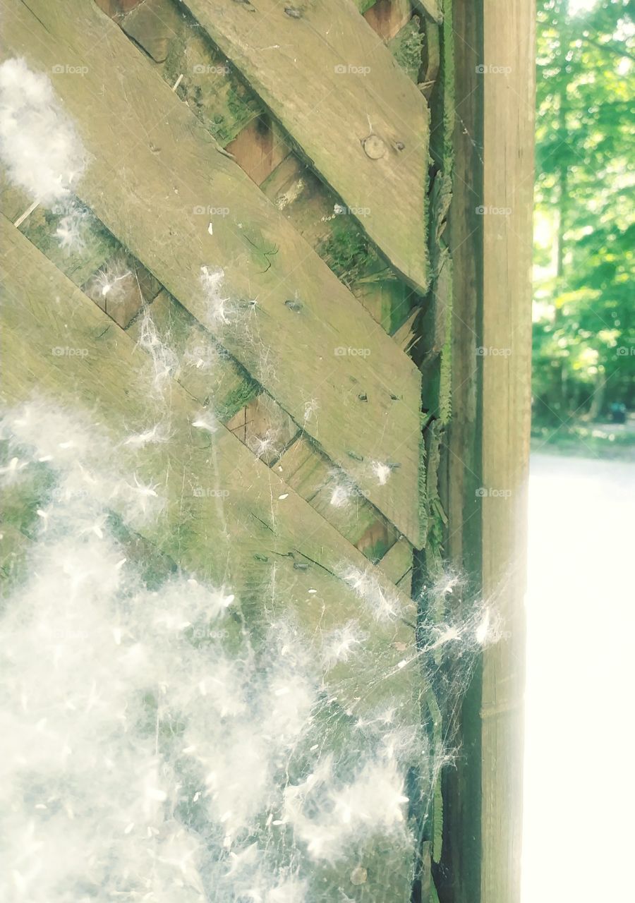 Caught Up Cottonwood