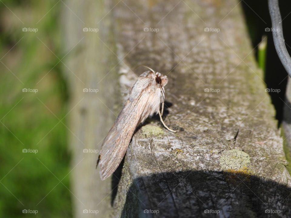 A moth on a fence