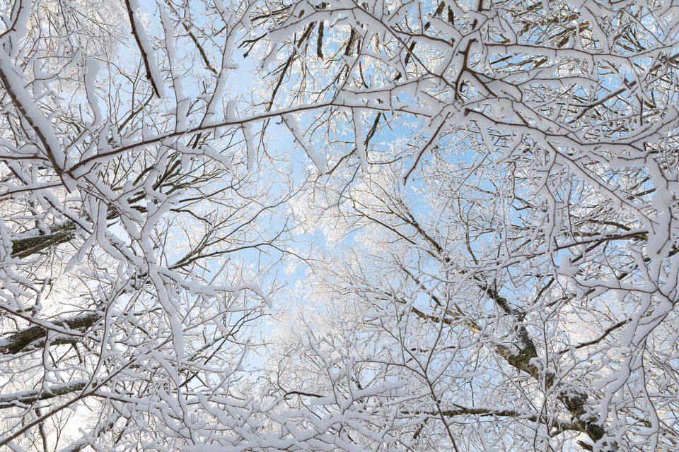 Looking up on snow covered tree branches in the forest on a cold sunny winter day with blue sky 
