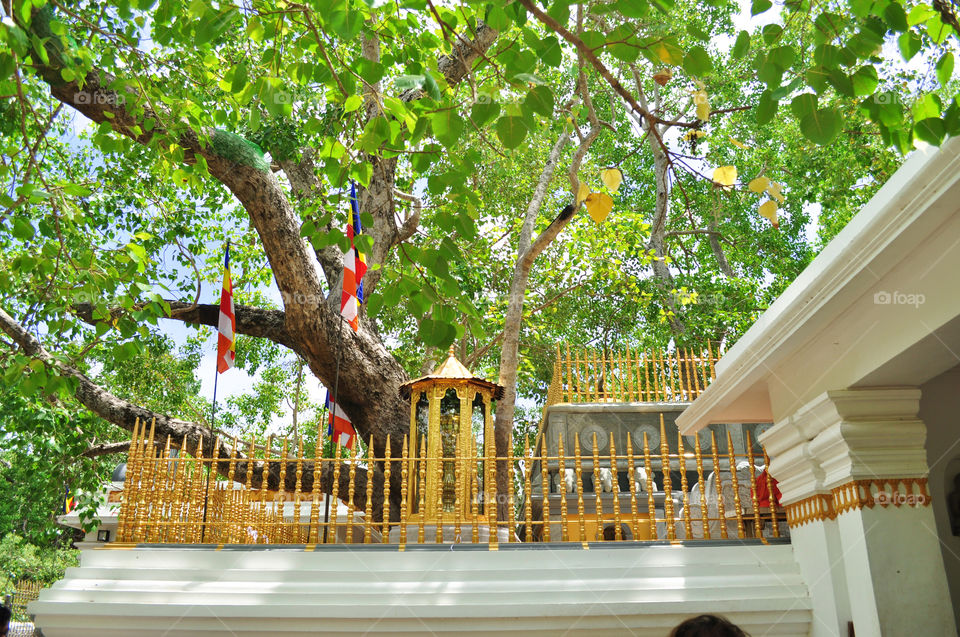 jaya sri maha bodhi anuradhapura in sri lanka