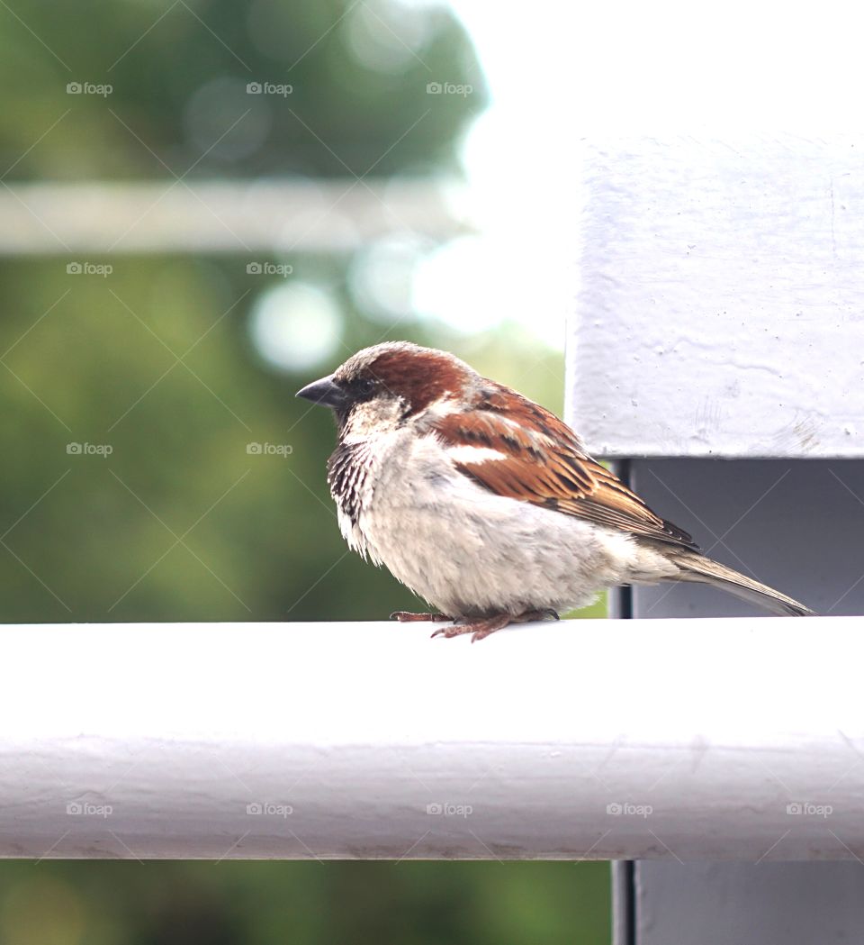 A city Sparrow