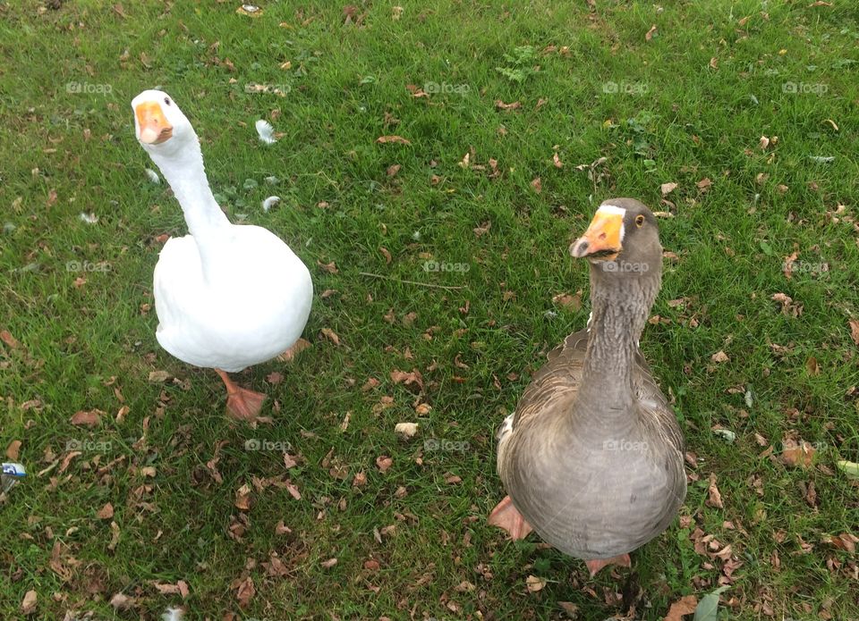 Two goose