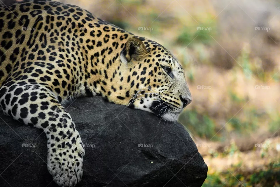 relaxation