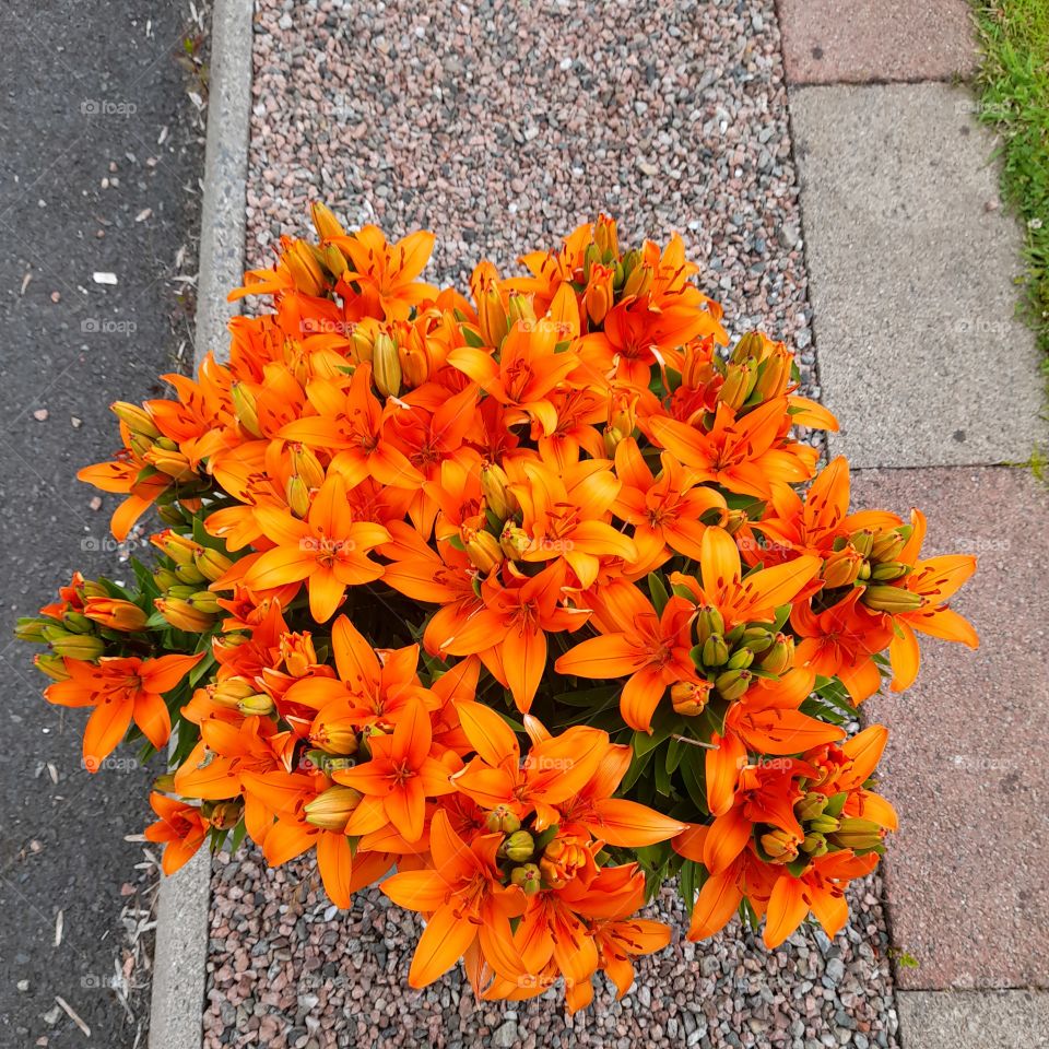 Orange lily pot