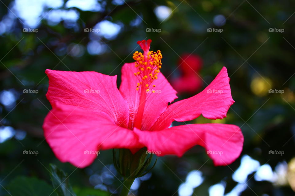 Hibiscus pink flower.