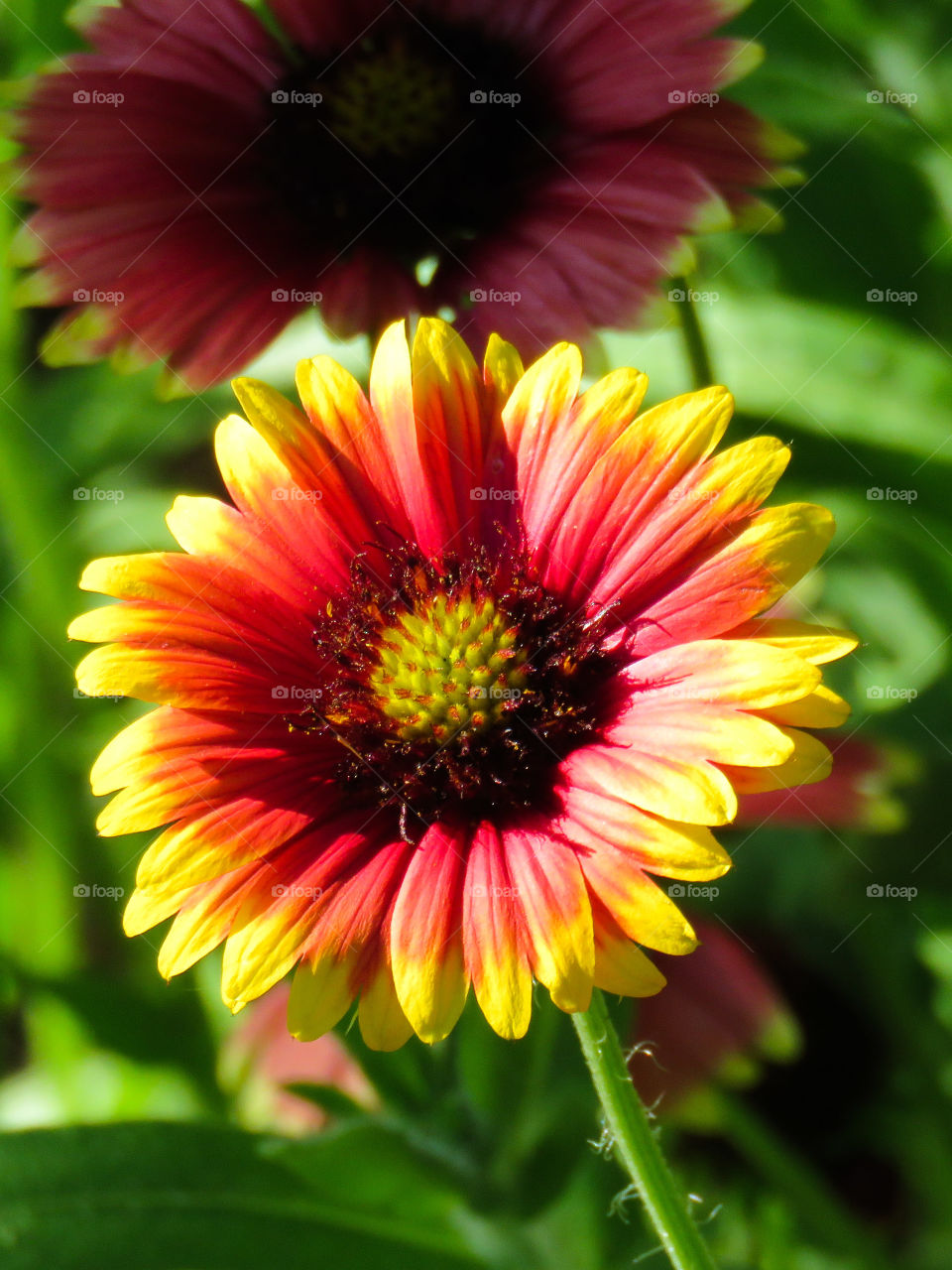 Indian blanket flower