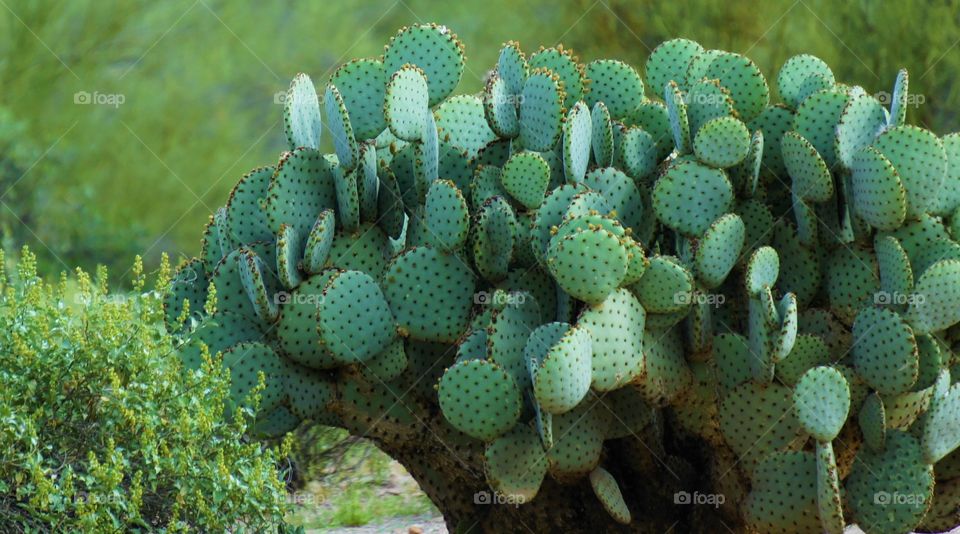 Cactus