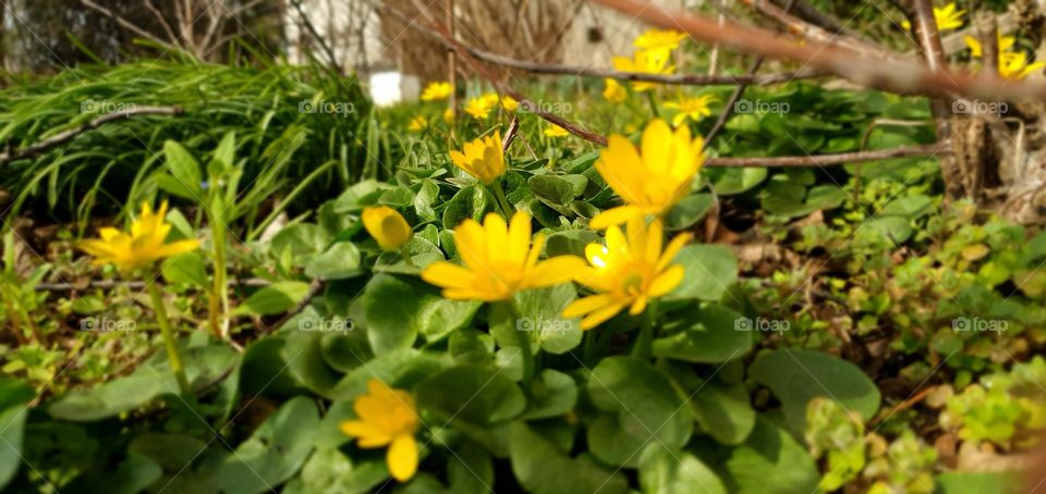 Yellow flowers