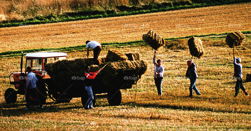 Harvest