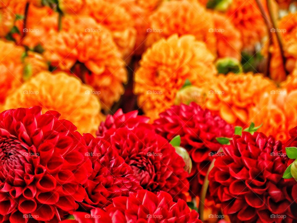 Red And Orange Dahlia Flowers
