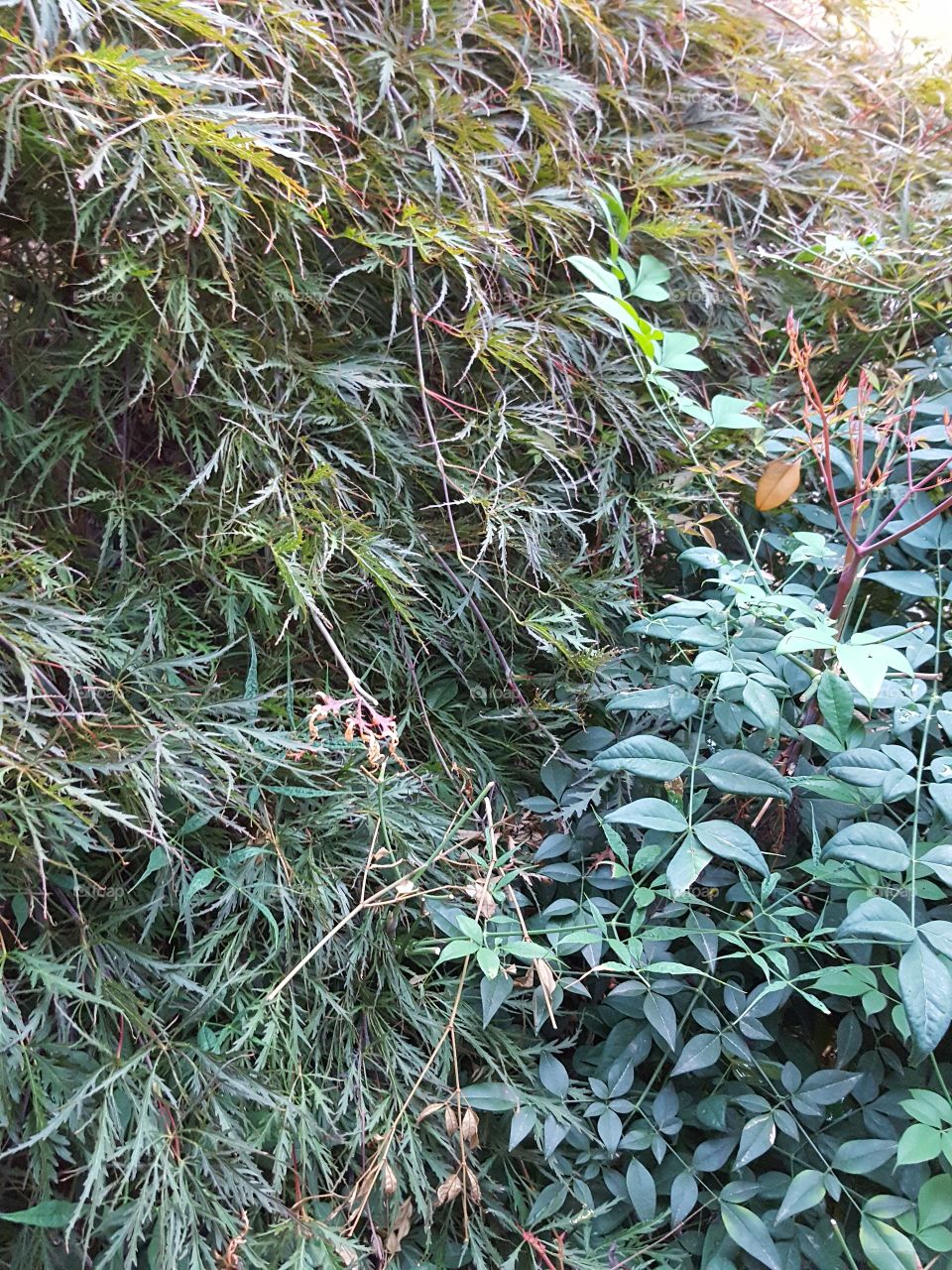 shrub