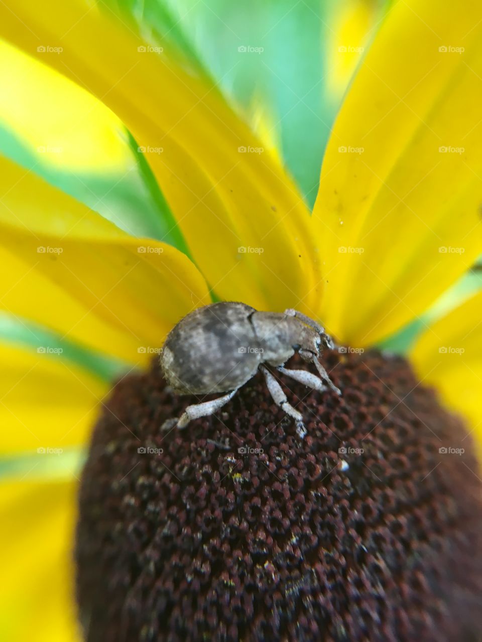 Beetle on Black-eyed Susan 