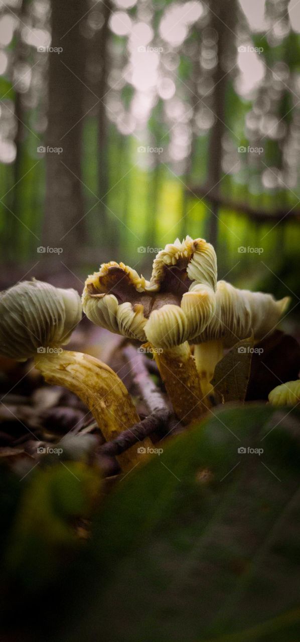 Heart of the forest