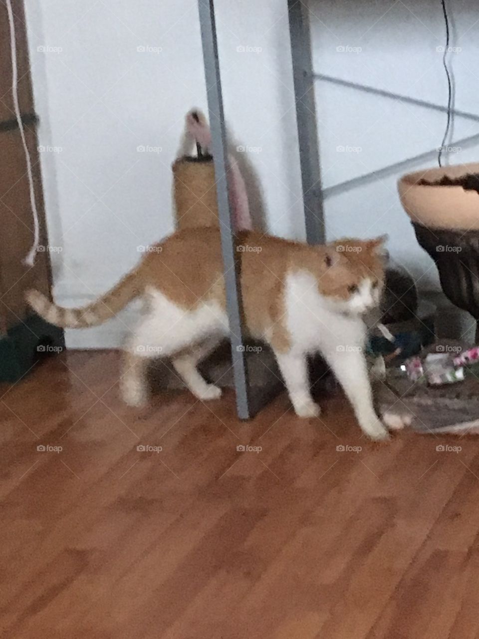 Tom my cat is carrying his toy mouse looking for a place to drop it so he can slap it around.