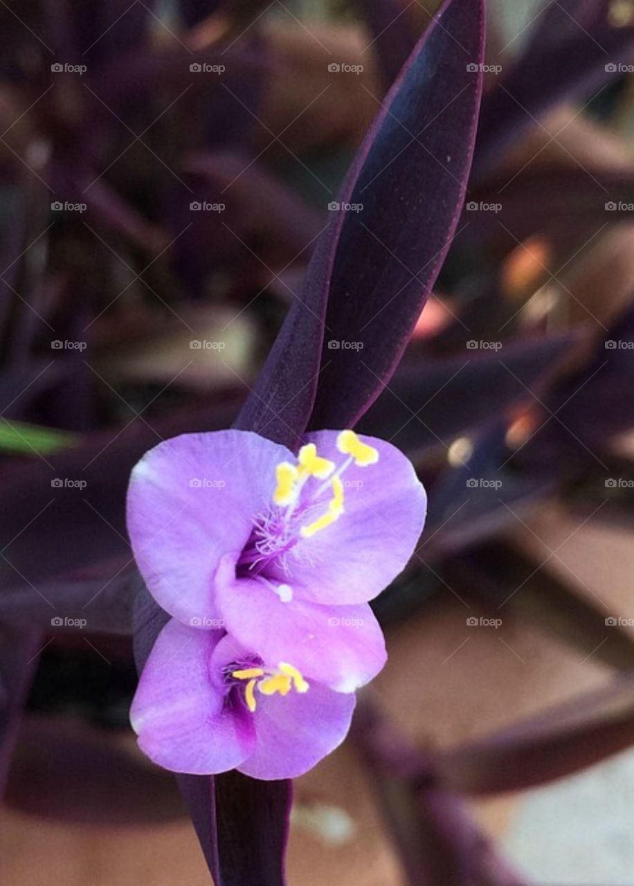 Purple flower with yellow pollination bulbs