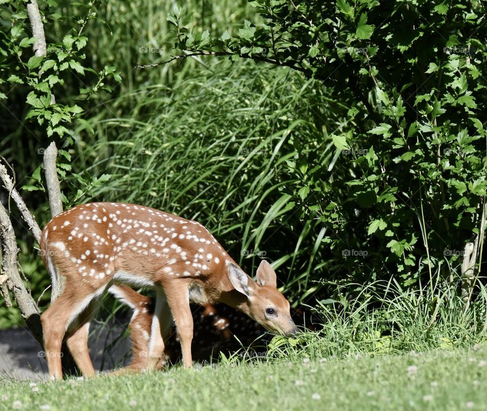 Fawns grazing in the grass