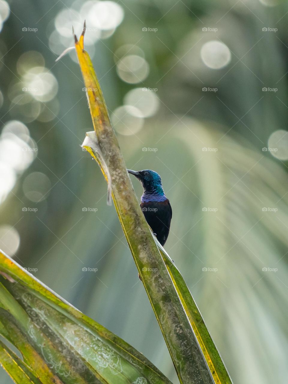 Beautiful purple sunbird