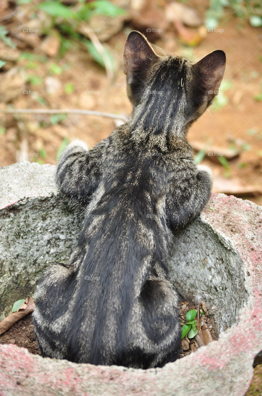 my cute cat with flower pot