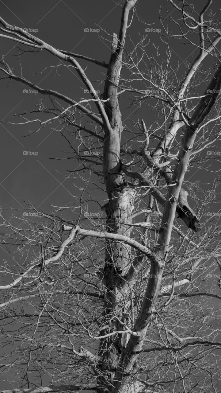 Dried up tree in monochrome