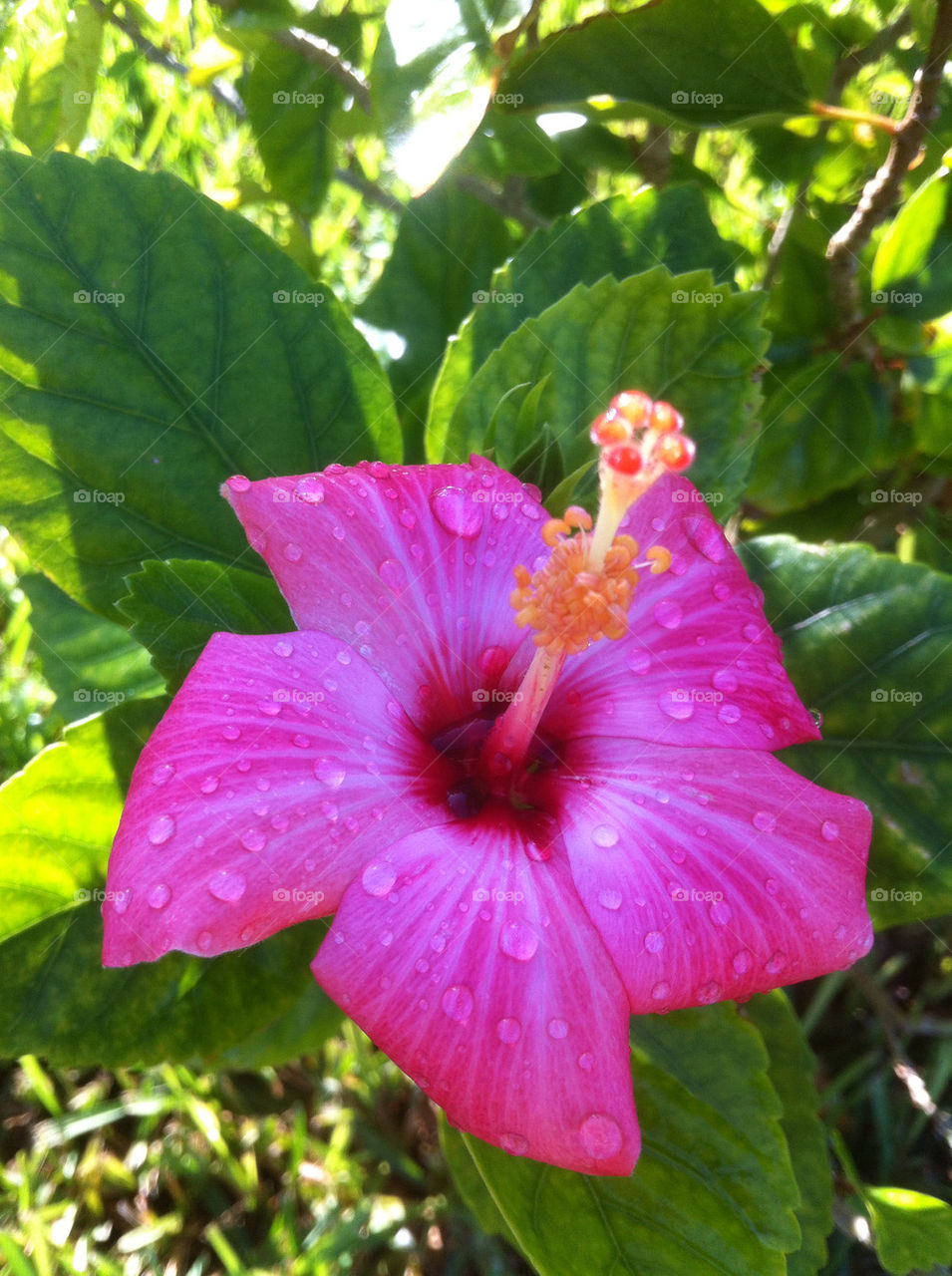 Hibiscus after the rain!