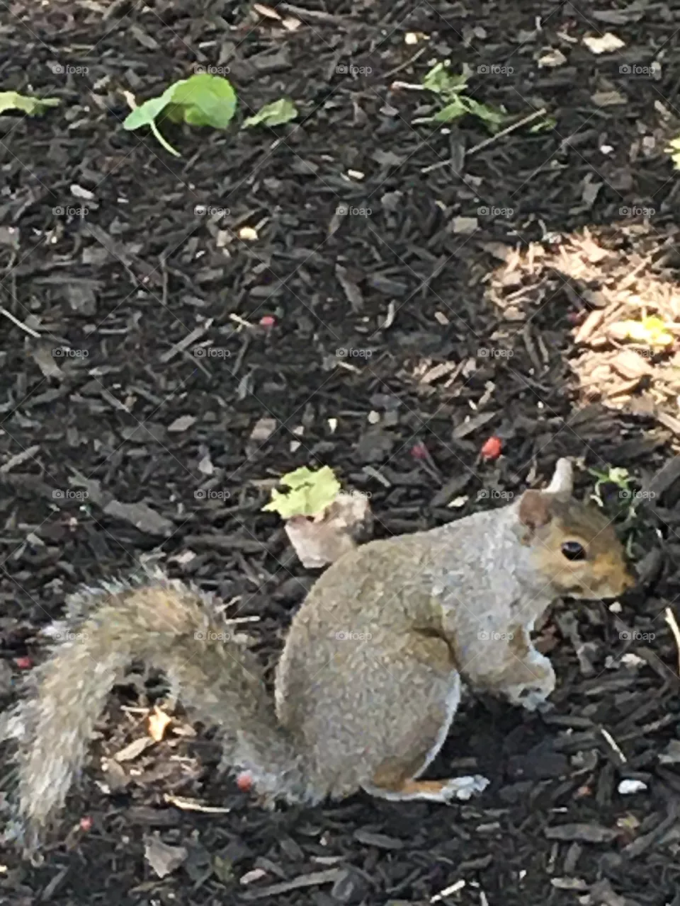 Wild gray squirrel standing on wood chips waiting patiently, paws folded, for photo shoot 