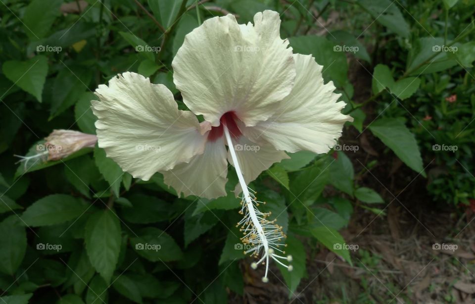hibiscus Borneo