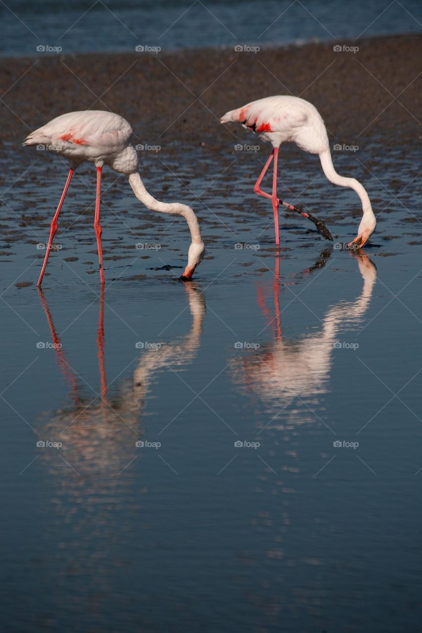 Two flamingos and their water reflection