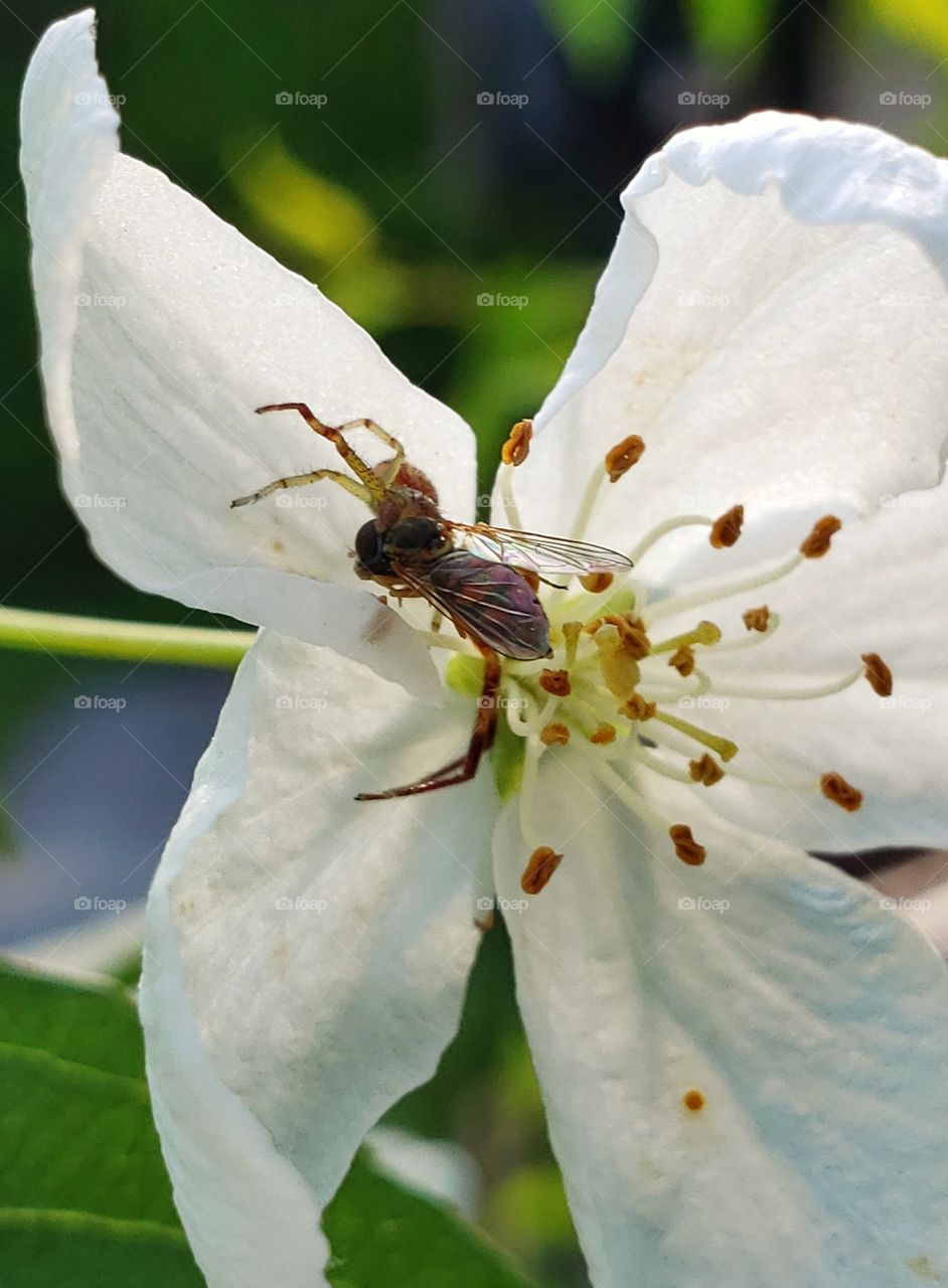 Spider's morning snack