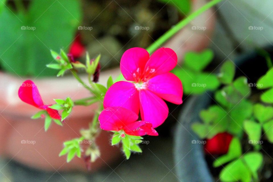 Flower photography!