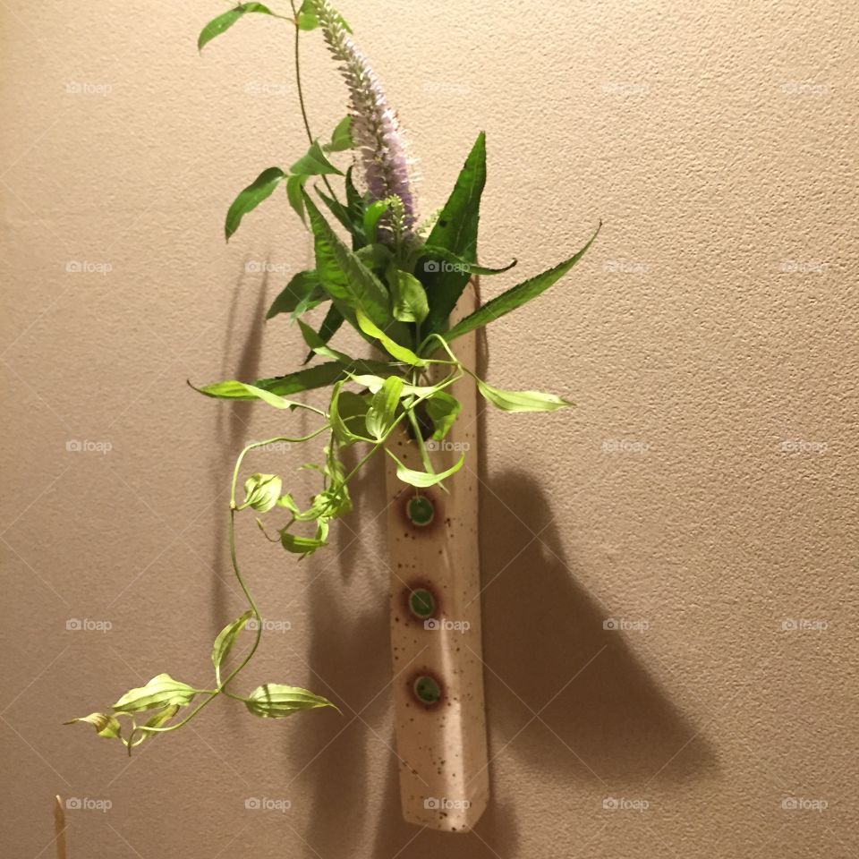 Leaf, No Person, Flora, Growth, Nature