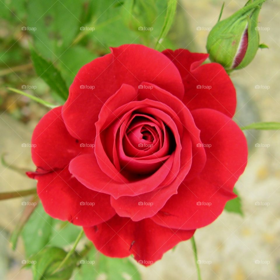 A red rose