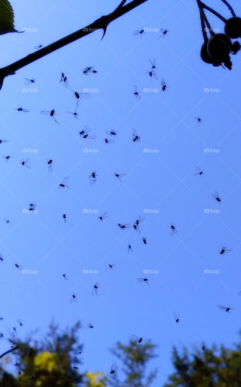 Flies caught in a web