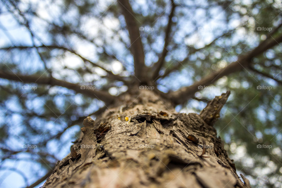 Close-up of tree