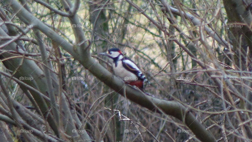 Great spotted woodpecker 