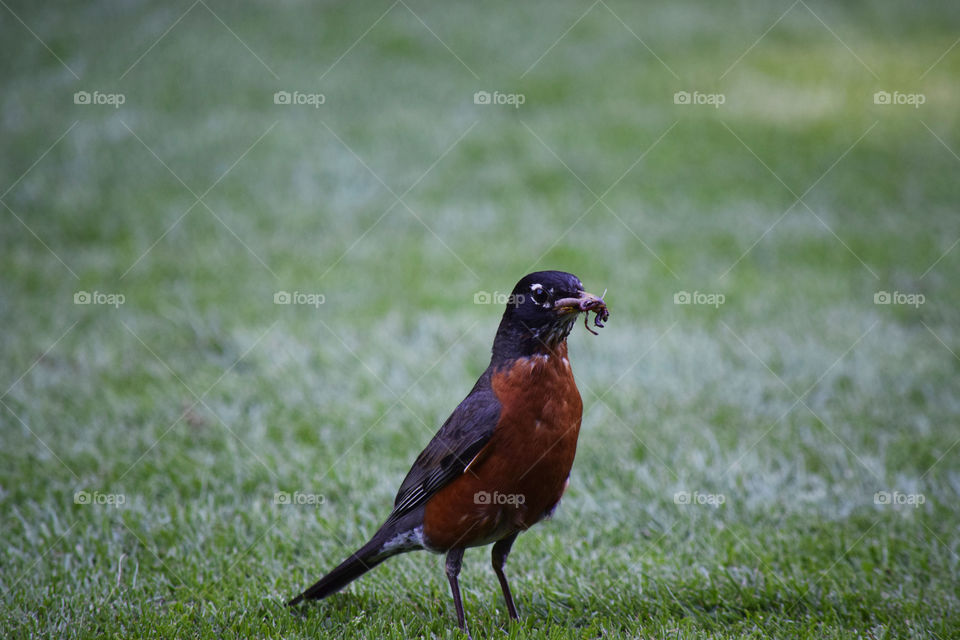 A bird caught an insect 