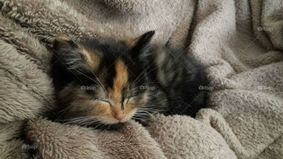 Sleepy Kitty Purr Purr Purr