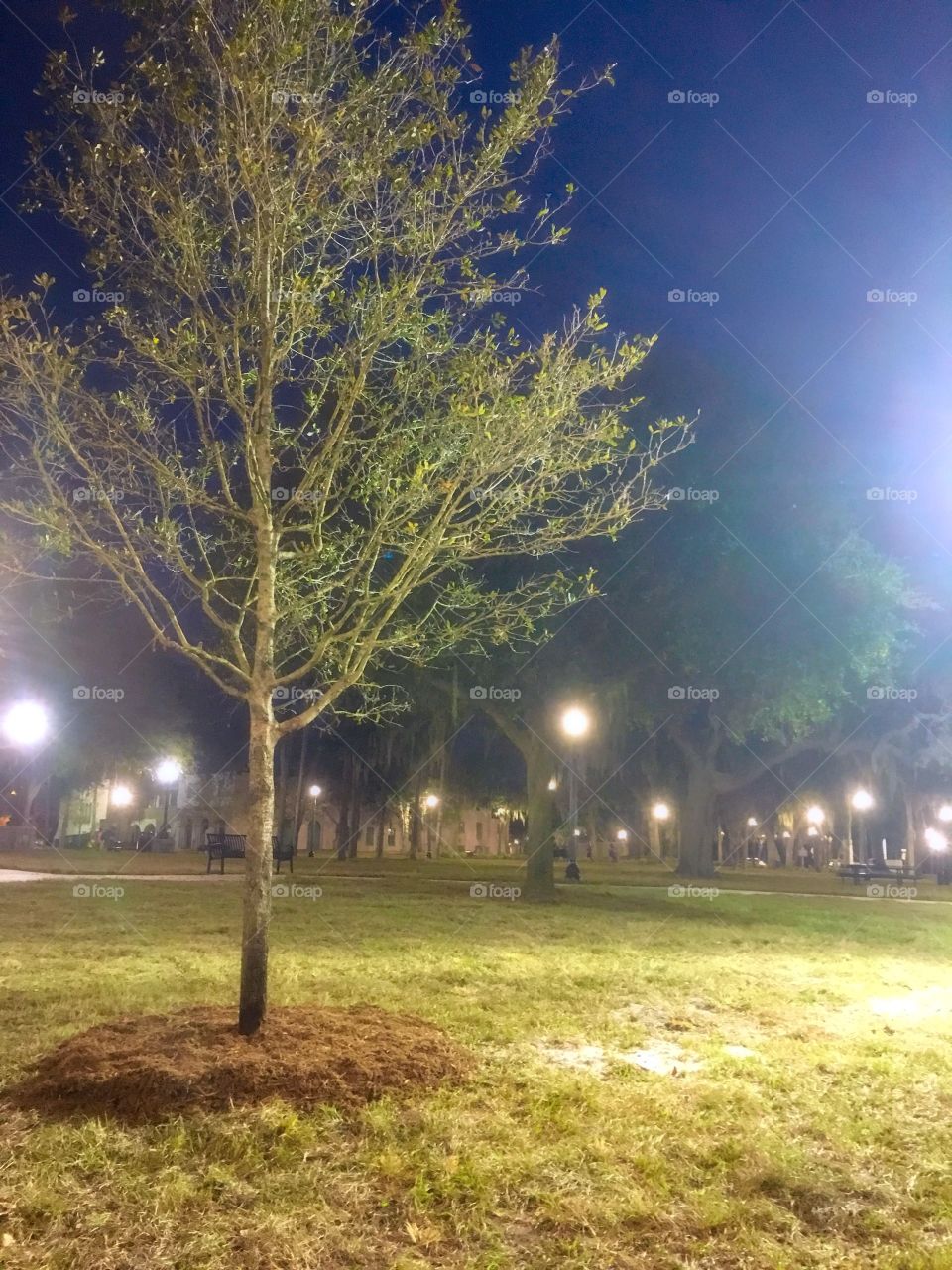 Sims Park at night
