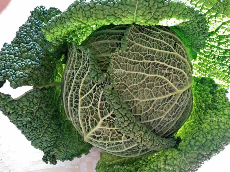 An amazing savoy cabbage photographed in a street market stand exhibition