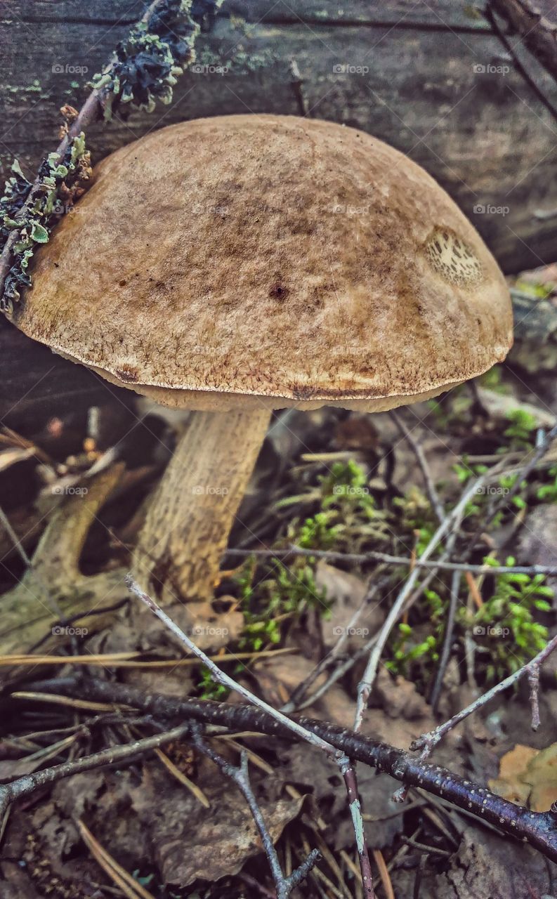 mushroom