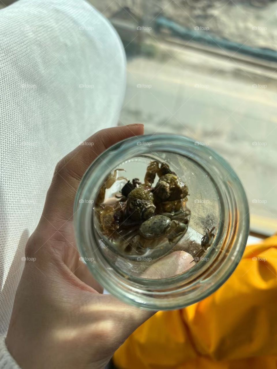 Hermit crab in bottle