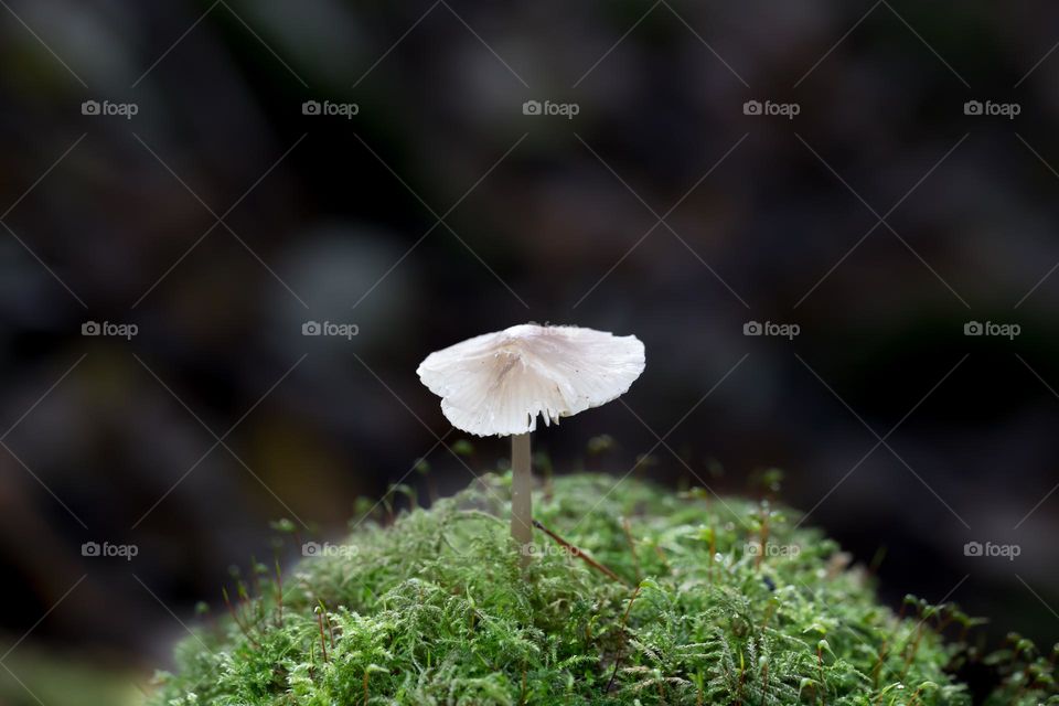 Closeup of one little lonely white mushroom growing in thick deep moss in the forest , dark background 