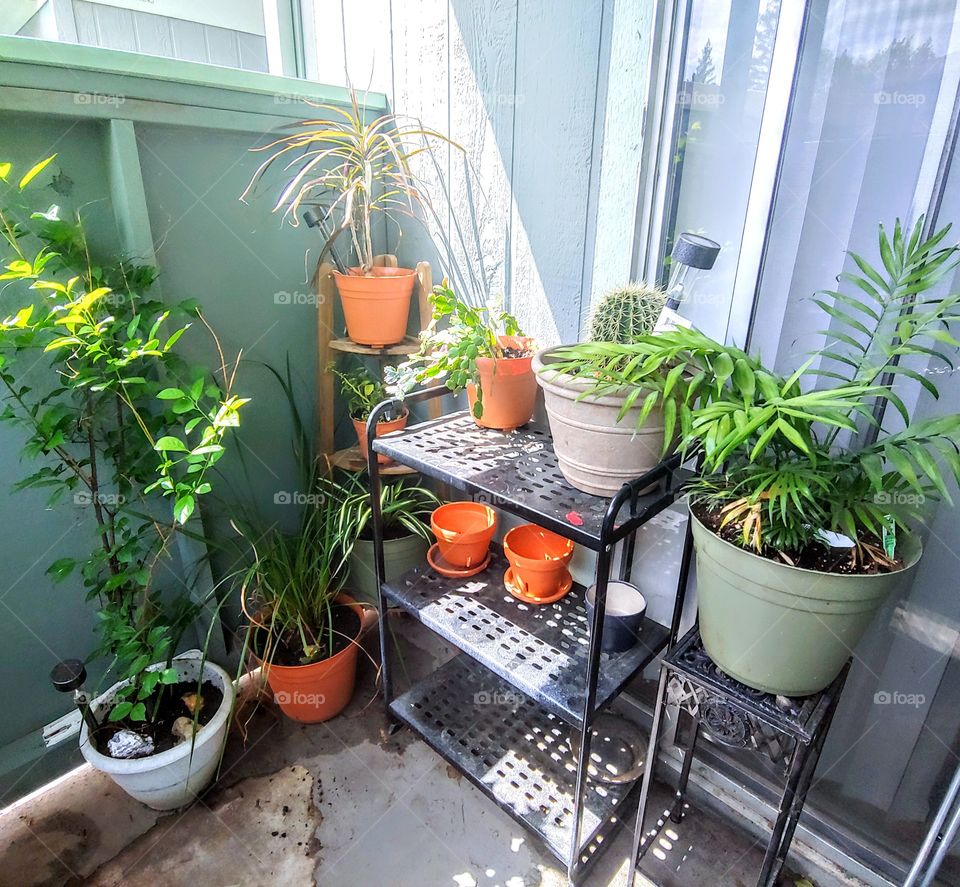 my plants